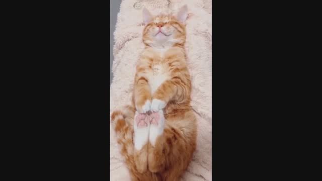 Смешные Коты #42
