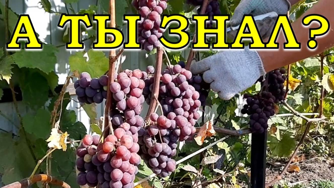 ВИНОГРАД  в августе🍇🍇🍇Основные этапы☝