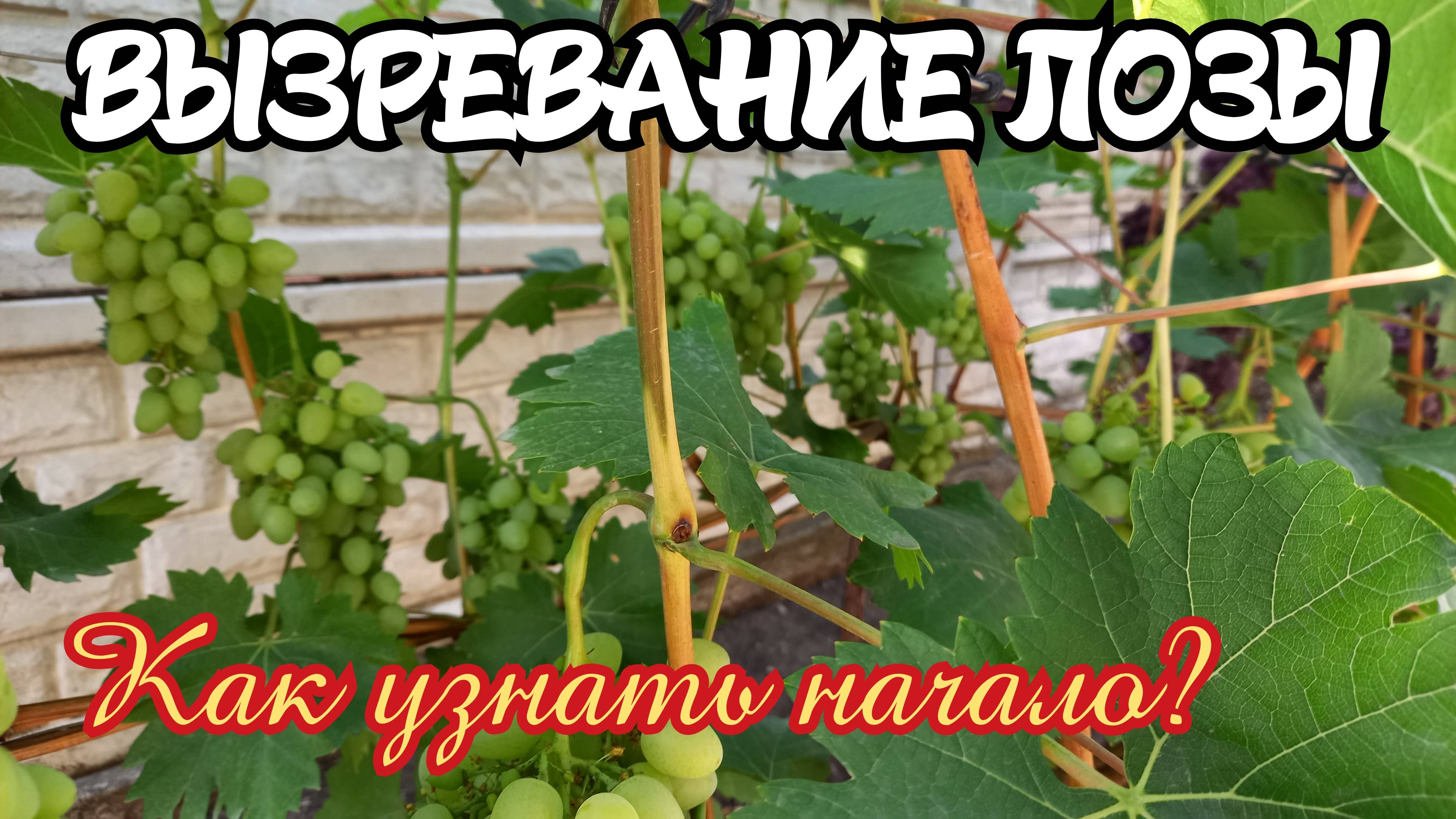 ВЫЗРЕВАНИЕ ЛОЗЫ винограда. Как узнать начало процесса?