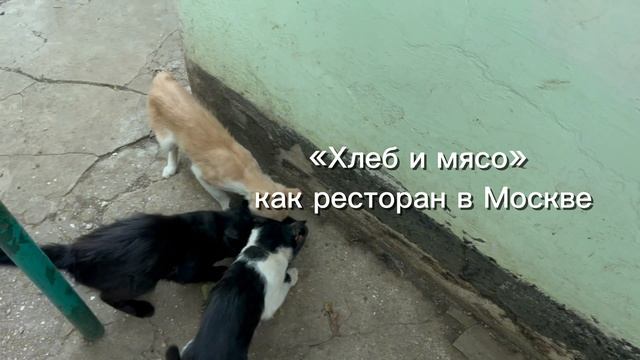 Как кормят животных в деревне