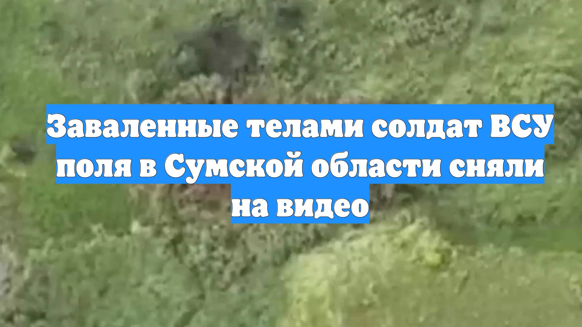 Заваленные телами солдат ВСУ поля в Сумской области сняли на видео