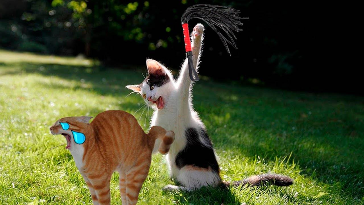 ПРИКОЛЫ С ЖИВОТНЫМИ ДО СЛЕЗ #130 Смешные КОТЫ И СОБАКИ Приколы