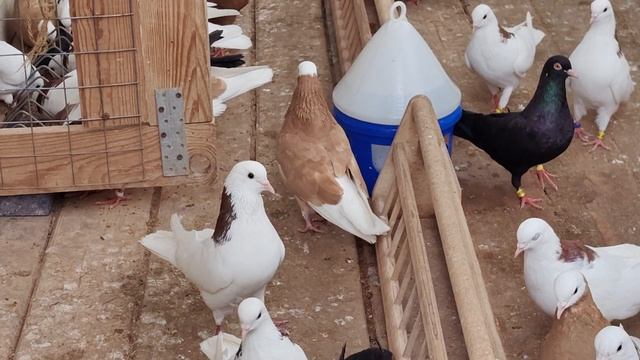 В голубятне всё нормально .       VID_20250812_103521.mp4