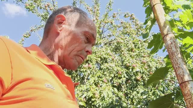 рыжая или коричневая середина груши что это--решение проблемы