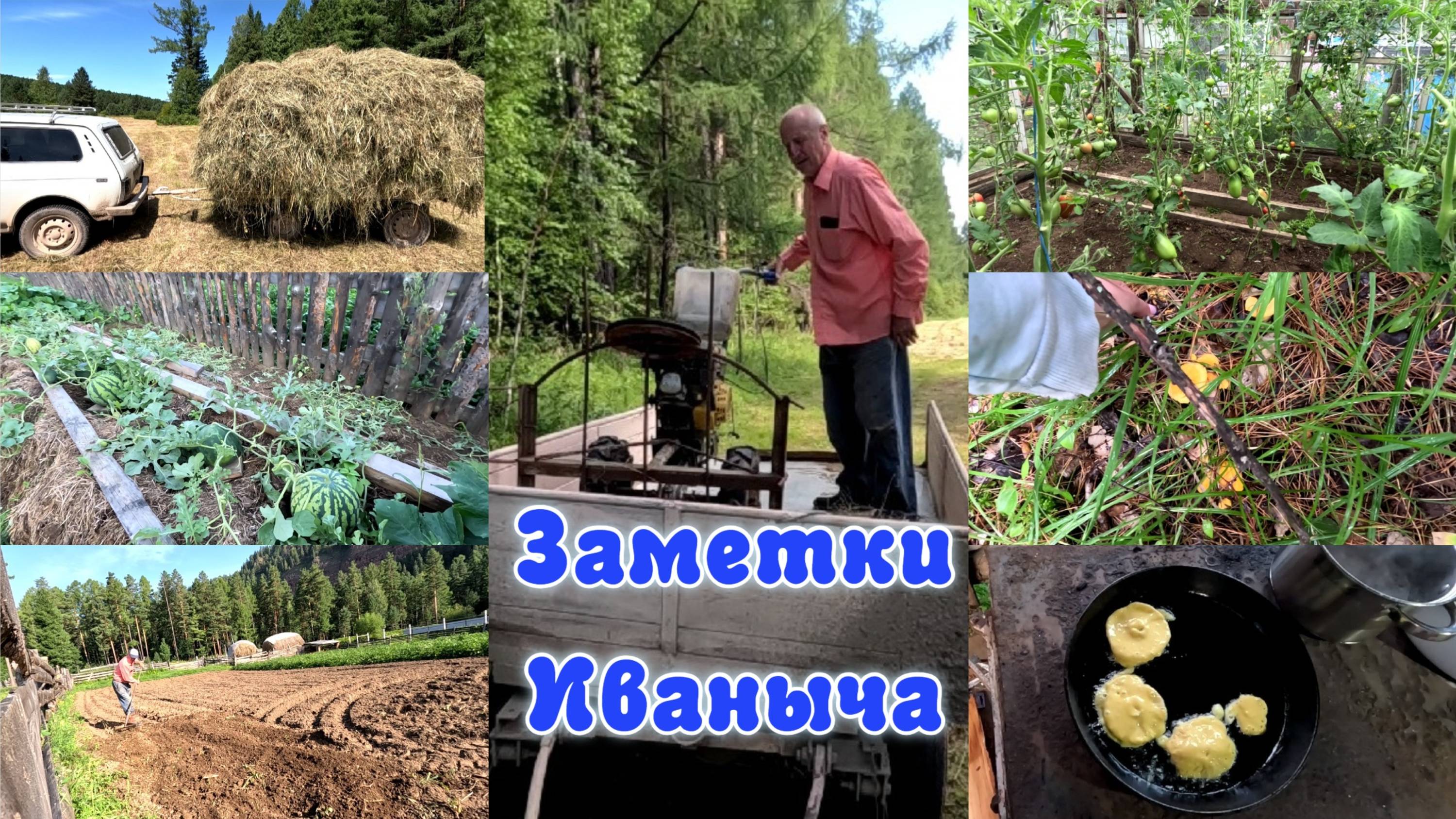 Насыщенные июльские дни: конец сенокоса, урожай, грибы и многое другое