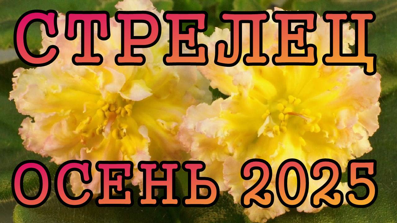 СТРЕЛЕЦ таро прогноз на ОСЕНЬ 2025 года (сентябрь, октябрь, ноябрь).