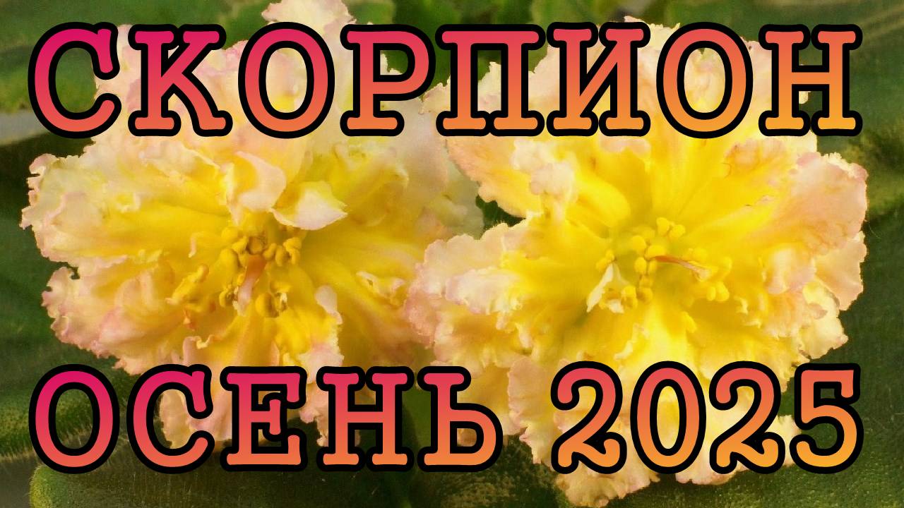 СКОРПИОН таро прогноз на ОСЕНЬ 2025 года (сентябрь, октябрь, ноябрь).