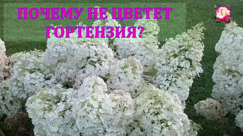ПОЧЕМУ ГОРТЕНЗИЯ НЕ ЦВЕТЕТ?