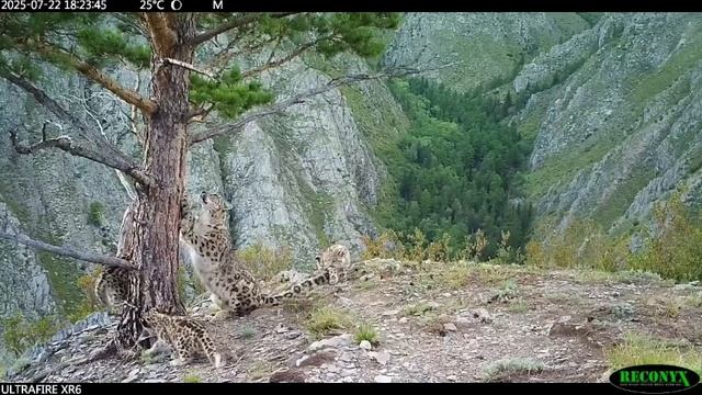 Самка Клепа и 3 котенка