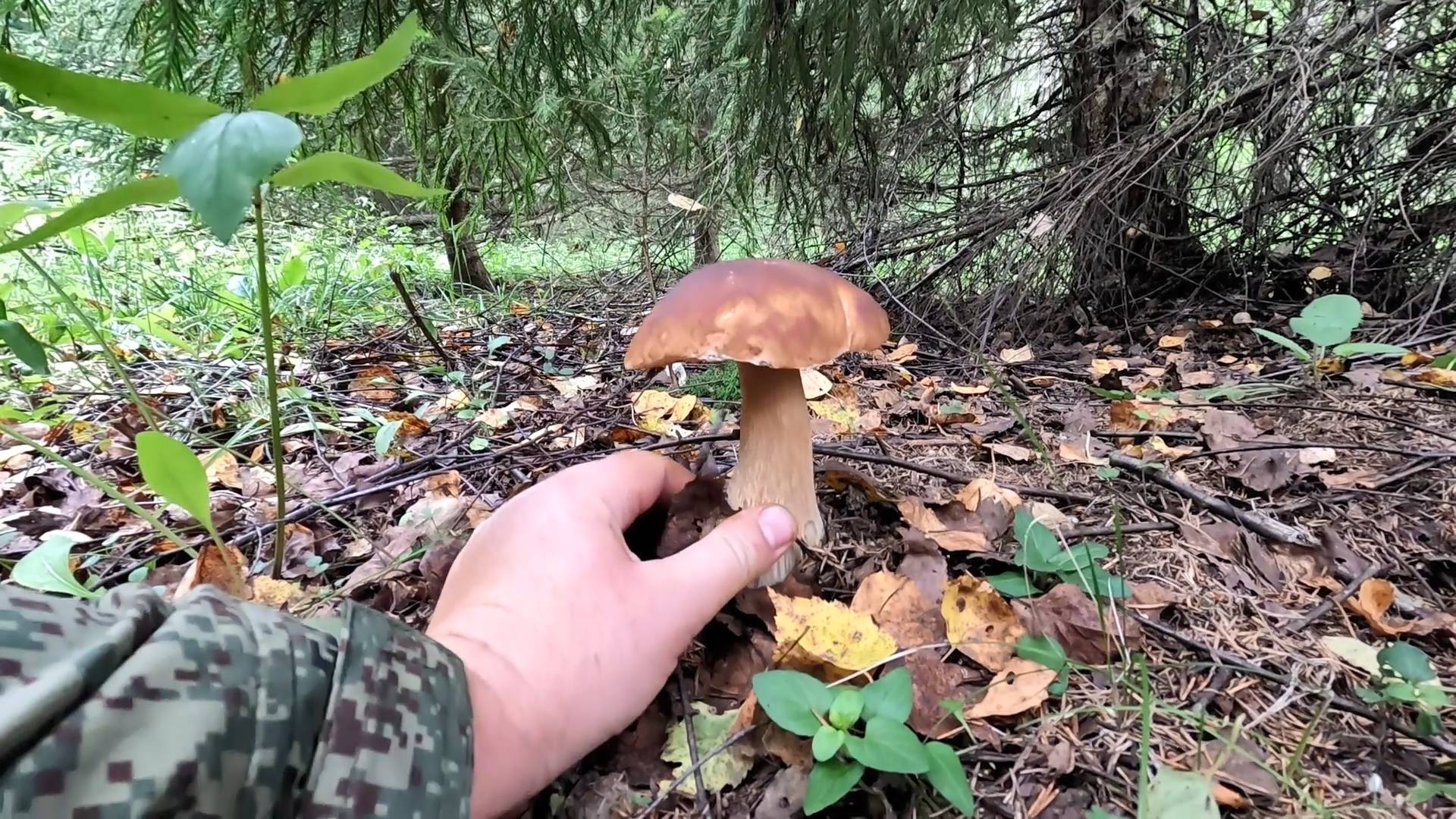 💥БЕЛЫЕ ГРИБЫ ПОШЛИ в ПОДМОСКОВЬЕ👉ГРИБНИКИ ЛОМАНУЛИСЬ В ЛЕС ЗА ГРИБАМИ! 🍄ГРИБНОЙ АВГУСТ 2025🌳🌲