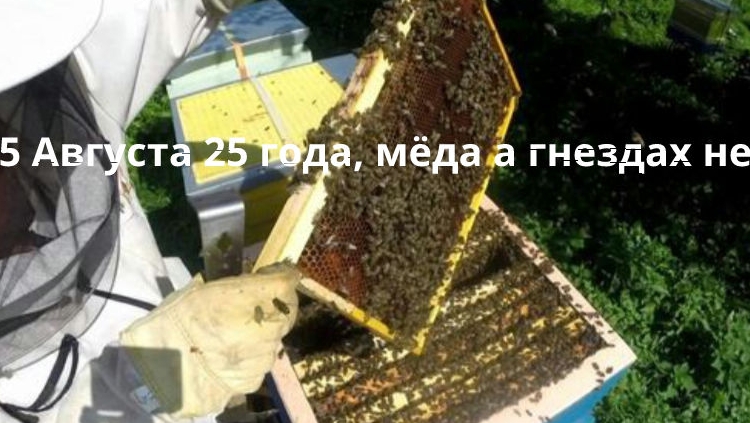 15 августа 25 года, мёда в гнездах нет, будем кормить.