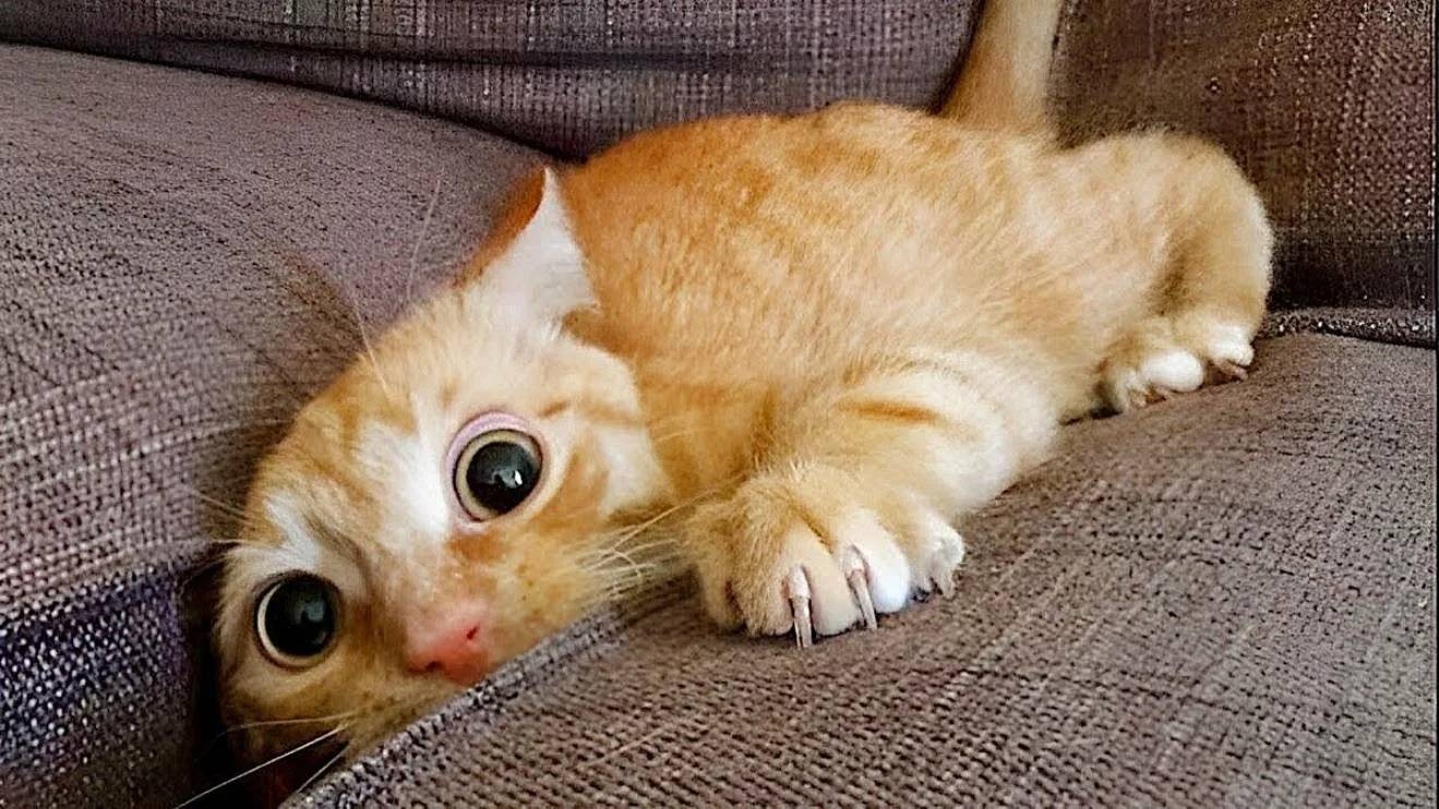 СМЕШНЫЕ КОТЫ 2025 ЛУЧШИЕ ПРИКОЛЫ С КОТАМИ, КОШКИ, ЖИВОТНЫЕ