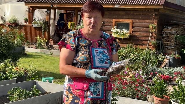 СЕЮ СИДЕРАТЫ ПОСЛЕ УБОРКИ ЛУКА И ЧЕСНОКА