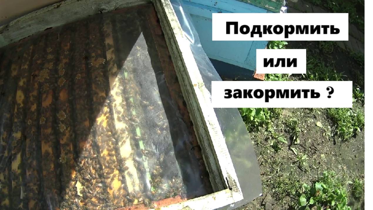 Подкармливать или закармливать пчёл  15 августа .