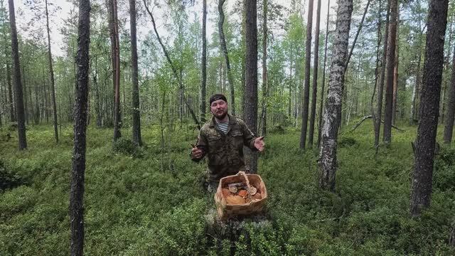 В ЛЕС ЗА ГРИБАМИ. СОБИРАЮ ПОДОСИНОВИКИ. БЕЛЫЙ ГРИБ. СЪЕДОБНЫЕ ГРИБЫ. ЯДОВИТЫЕ ГРИБЫ. ГРИБАЛКА
