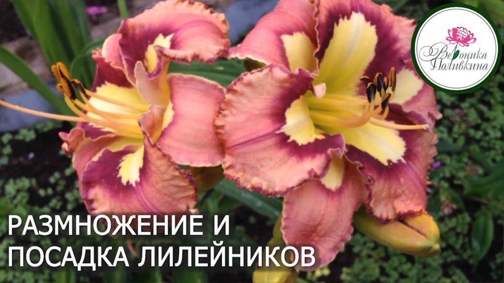 Мои секреты деления и посадки лилейников