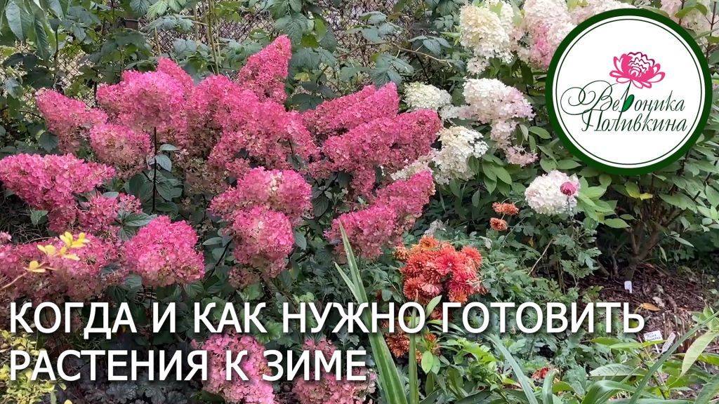 КАК ПОДГОТОВИТЬ К ЗИМЕ ТЕПЛОЛЮБИВЫЕ РАСТЕНИЯ