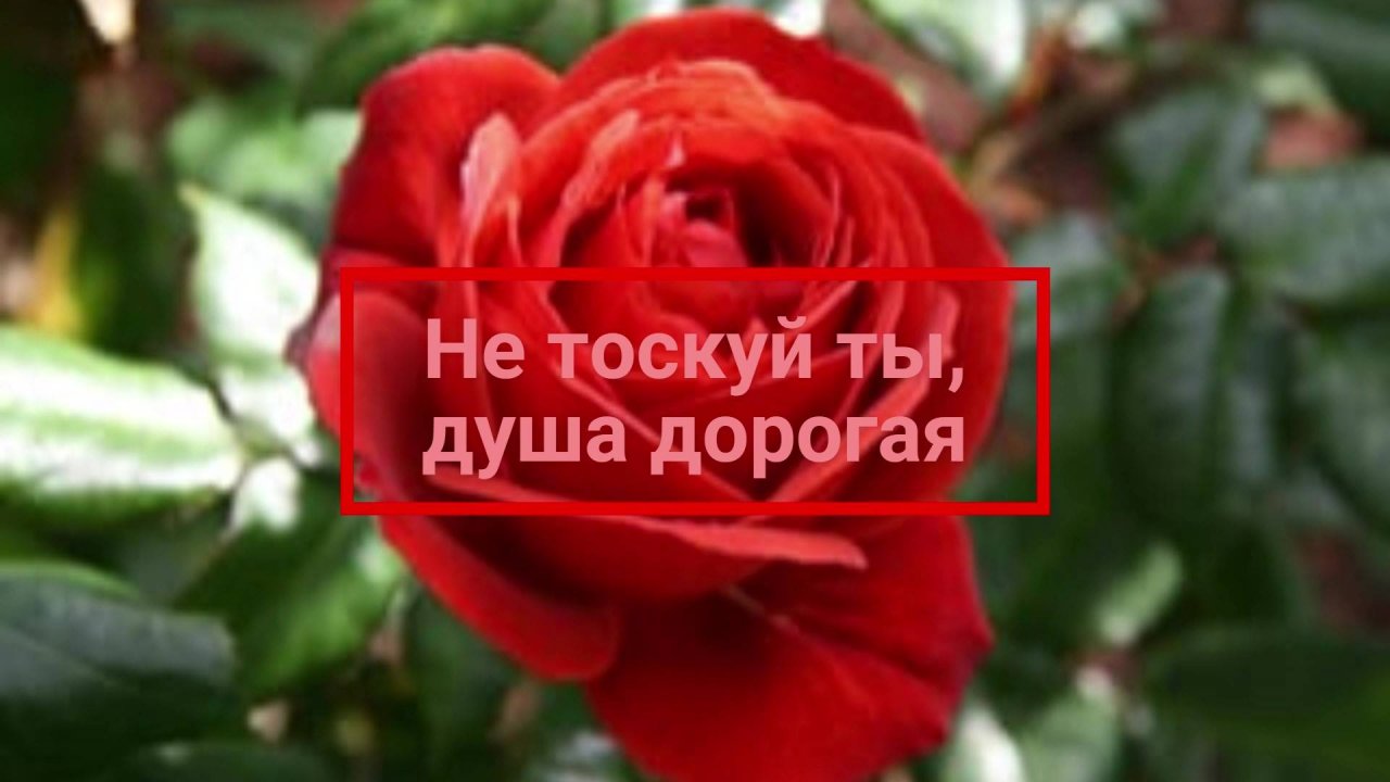 Не тоскуй ты, душа дорогая