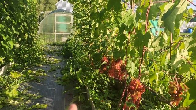 Виноград в Калужской обл. Август 2025г. План работ. (15.08.25)