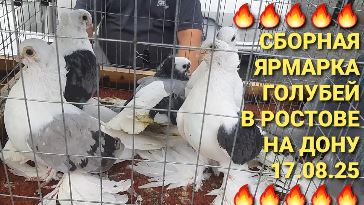🔥🔥🔥17.08.25. Сборная ярмарка голубей в Ростове на Дону. Pigeons Fair. Bird Market.