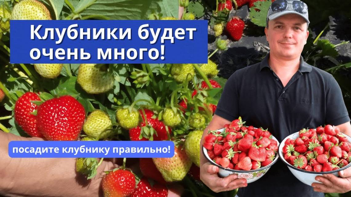 Осенняя посадка клубники мой проверенный способ. Важные тонкости.