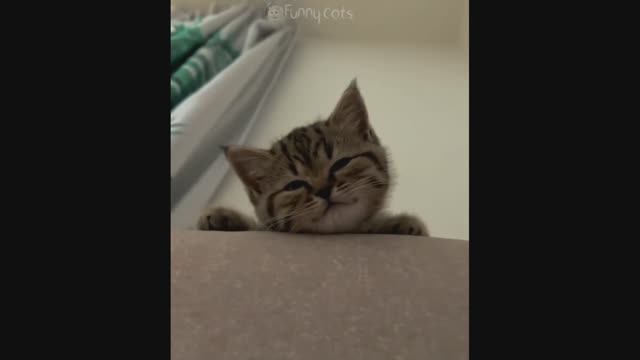 Смешные Коты #47