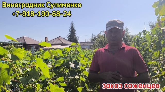 Школка столовых сортов!