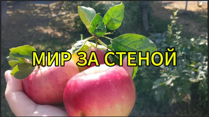 Мир за стеной