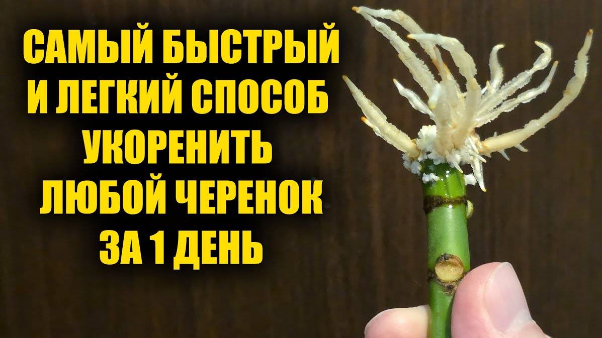 Укоренится за 1 день любой черенок! Самый эффективный способ укоренения любых черенков