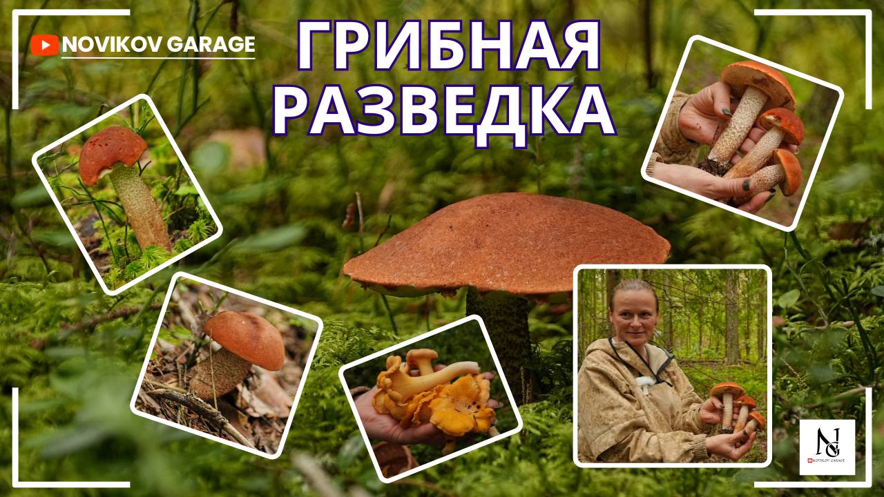 Грибная разведка 18 августа 2025. Кингисеппский район.