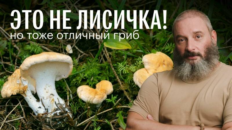 Ежовик желтый и другие грибы. Валуй — лучшая закуска. Мухомор краснеющий. Михаил Вишневский
