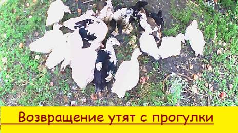 Возвращение утят с прогулки