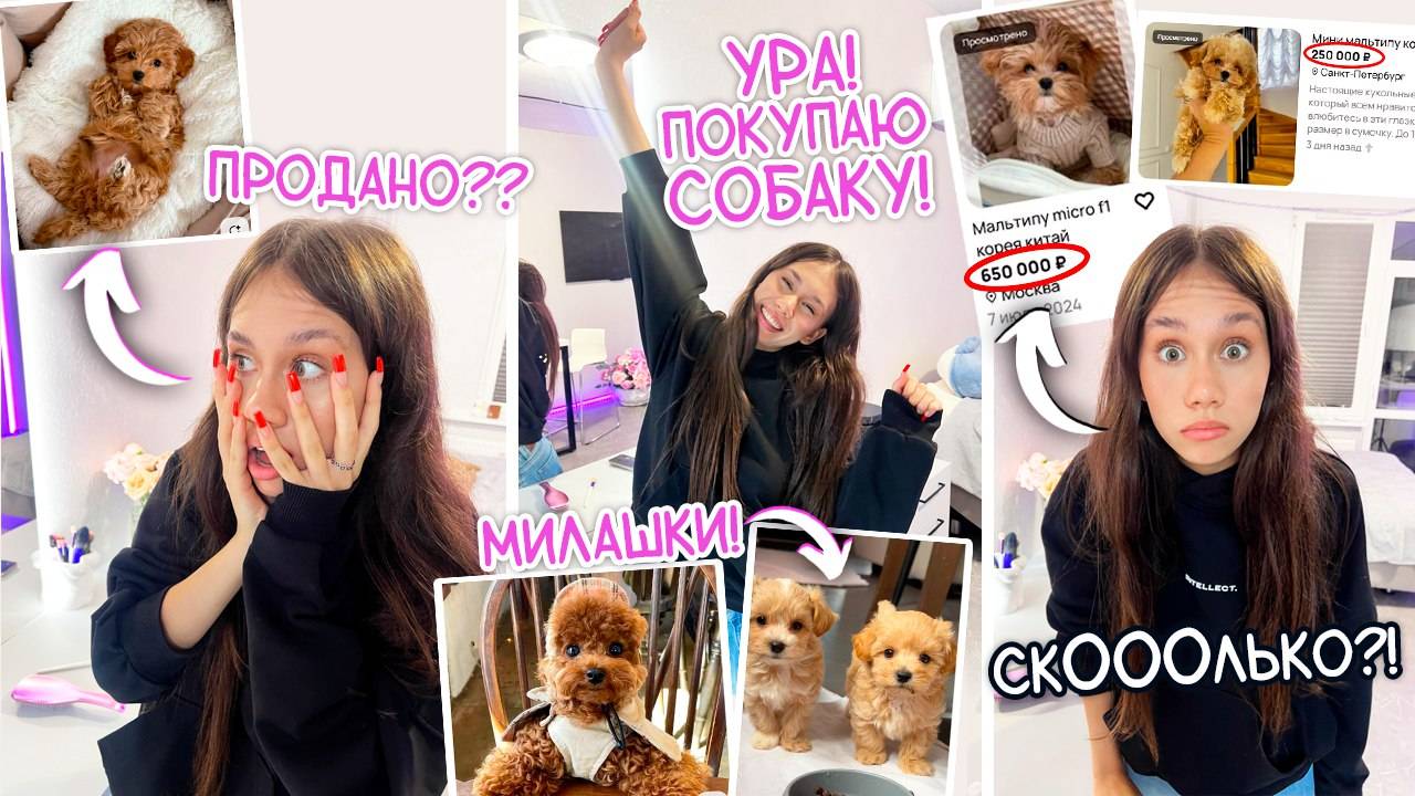 У Меня СКОРО БУДЕТ ЩЕНОК ❤️ Мальтипу ❤️
