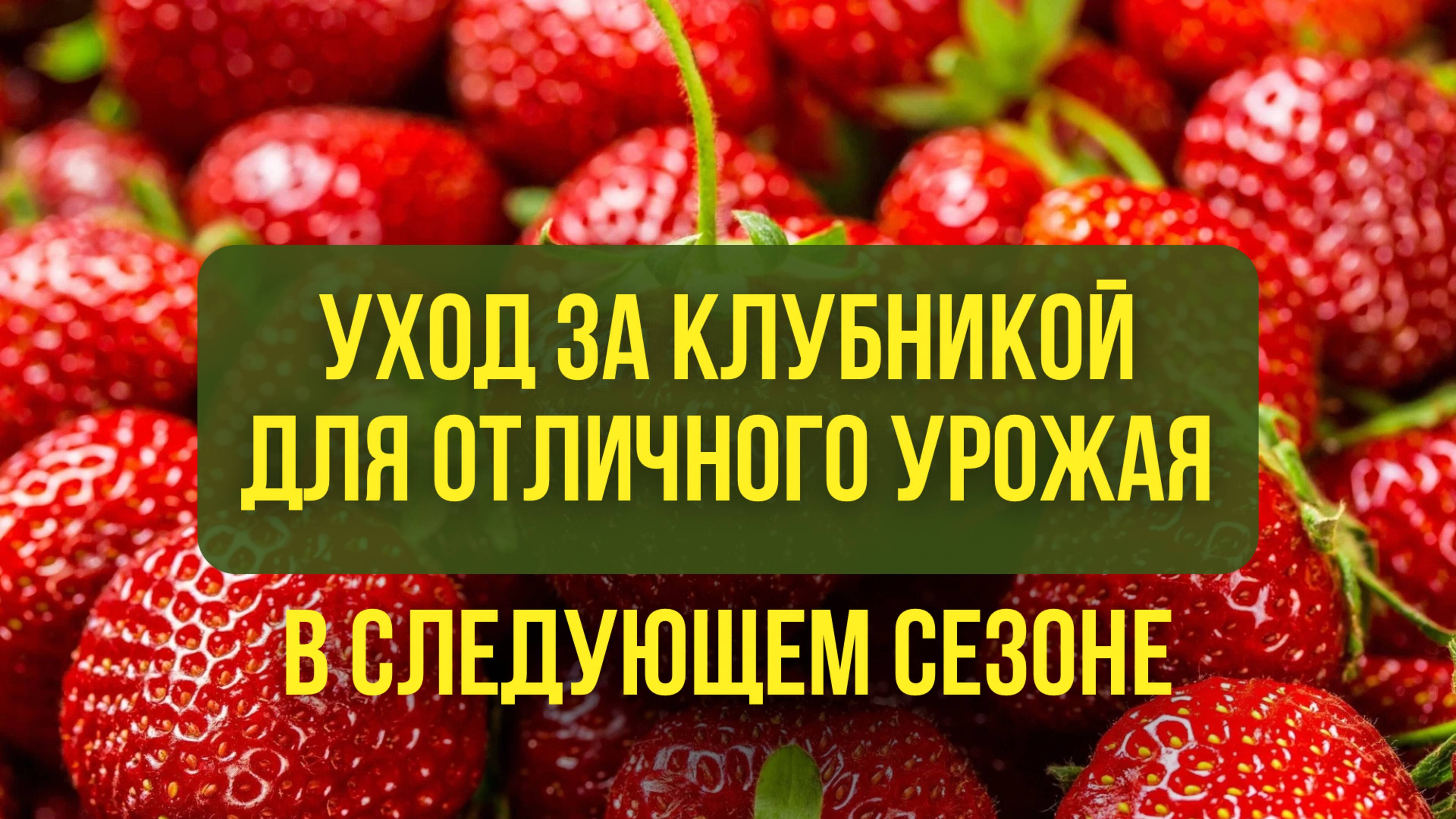 Уход за клубникой для отличного урожая в следующем сезоне
