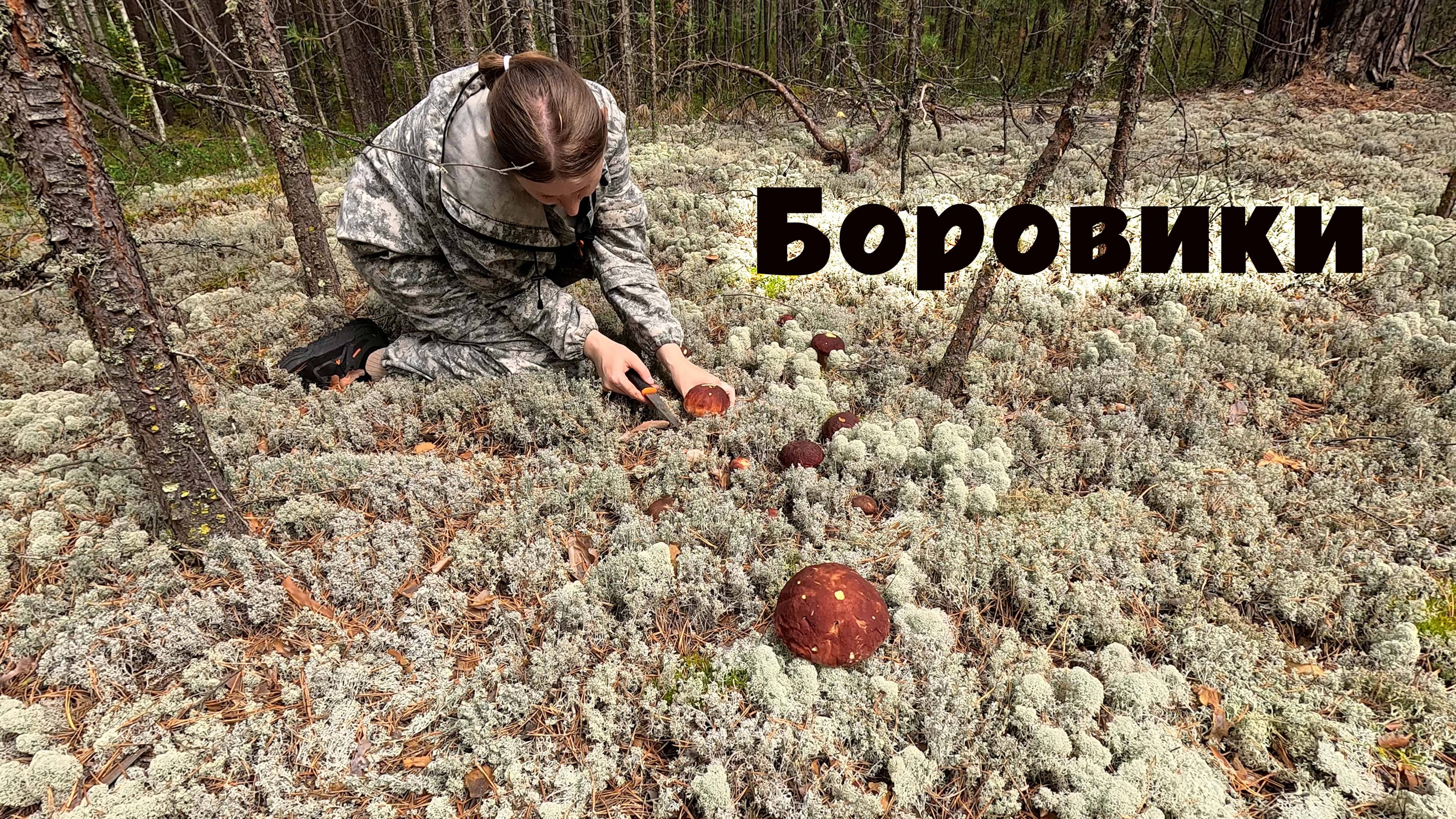 Грибов мало, но удалось набрать чистые! Итоги сложной грибной охоты. Боровики в беломошнике.
