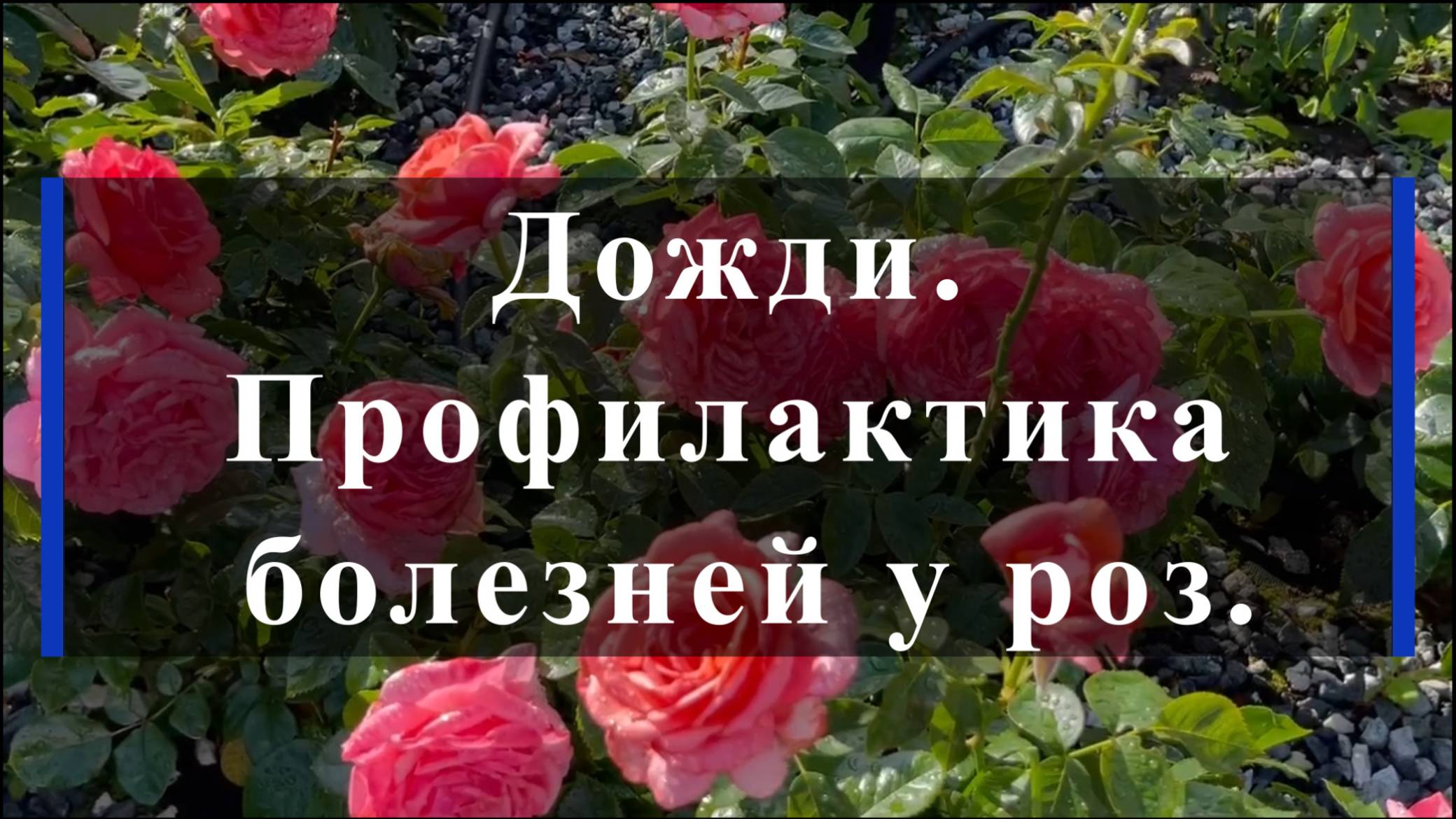 Дожди. Профилактика болезней у роз.