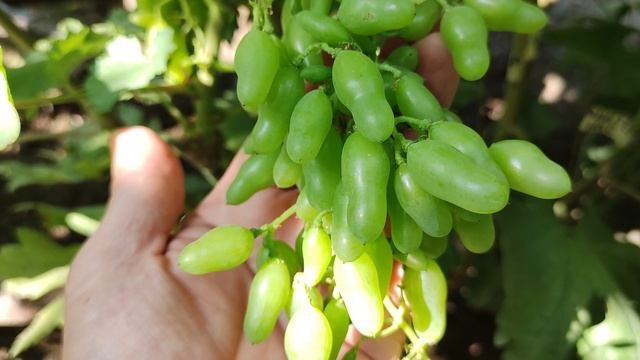 ЭФФЕКТНАЯ НОВИНКА ИЗ МОЛДАВИИ 2025!🍇🍇🍇 Telegram, WhatsApp и Vlber+79528500417. ТЕЛ. +79054033245.