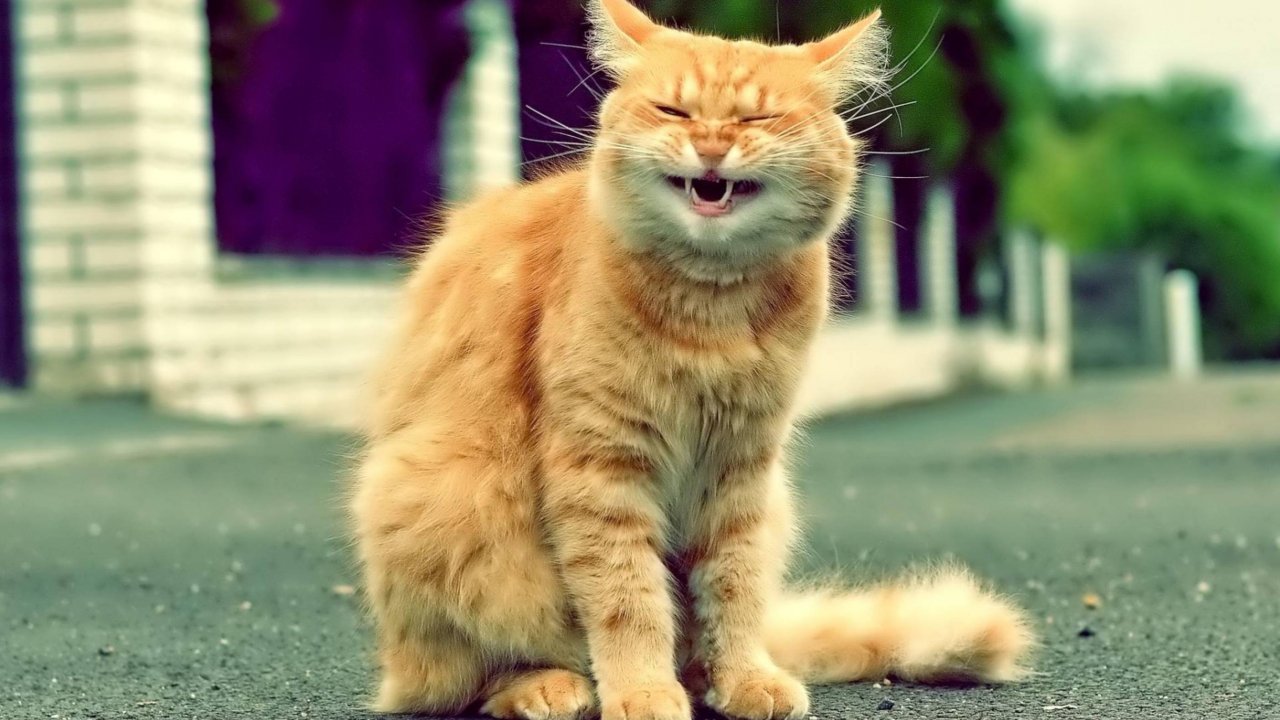 ПРИКОЛЫ С ЖИВОТНЫМИ ДО СЛЕЗ #151 Смешные КОТЫ И СОБАКИ Приколы