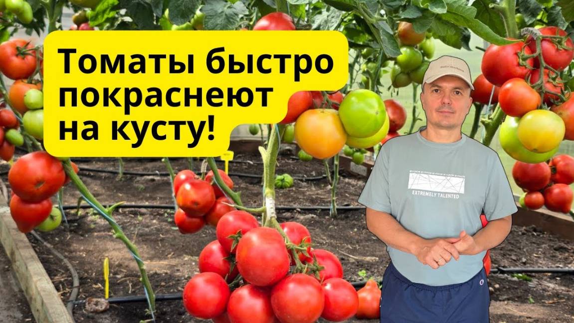 Все томаты вмиг дозревают на кусту без химии 🍅