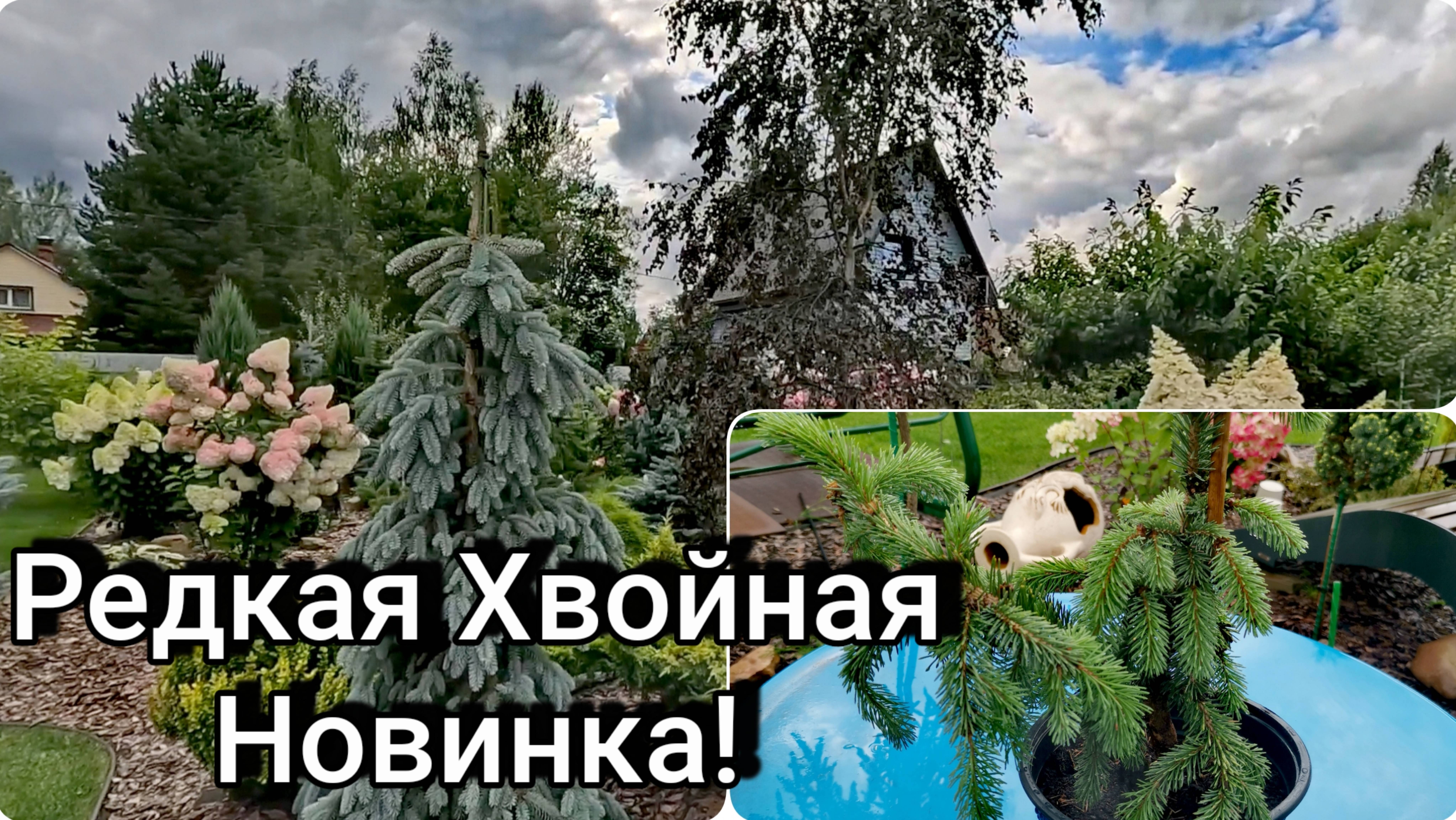 Редкая Хвойная Плакучая Новинка!🔥Где взять? Обзор сада!17.08.2025г #распаковка #garden #дача #обзор