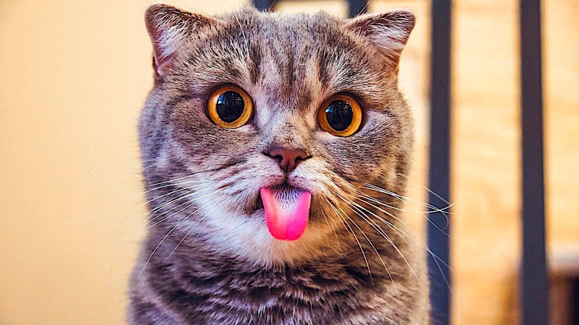 Смешные Кошки, Приколы с Котами, Смешные Животные, Смешные Видео