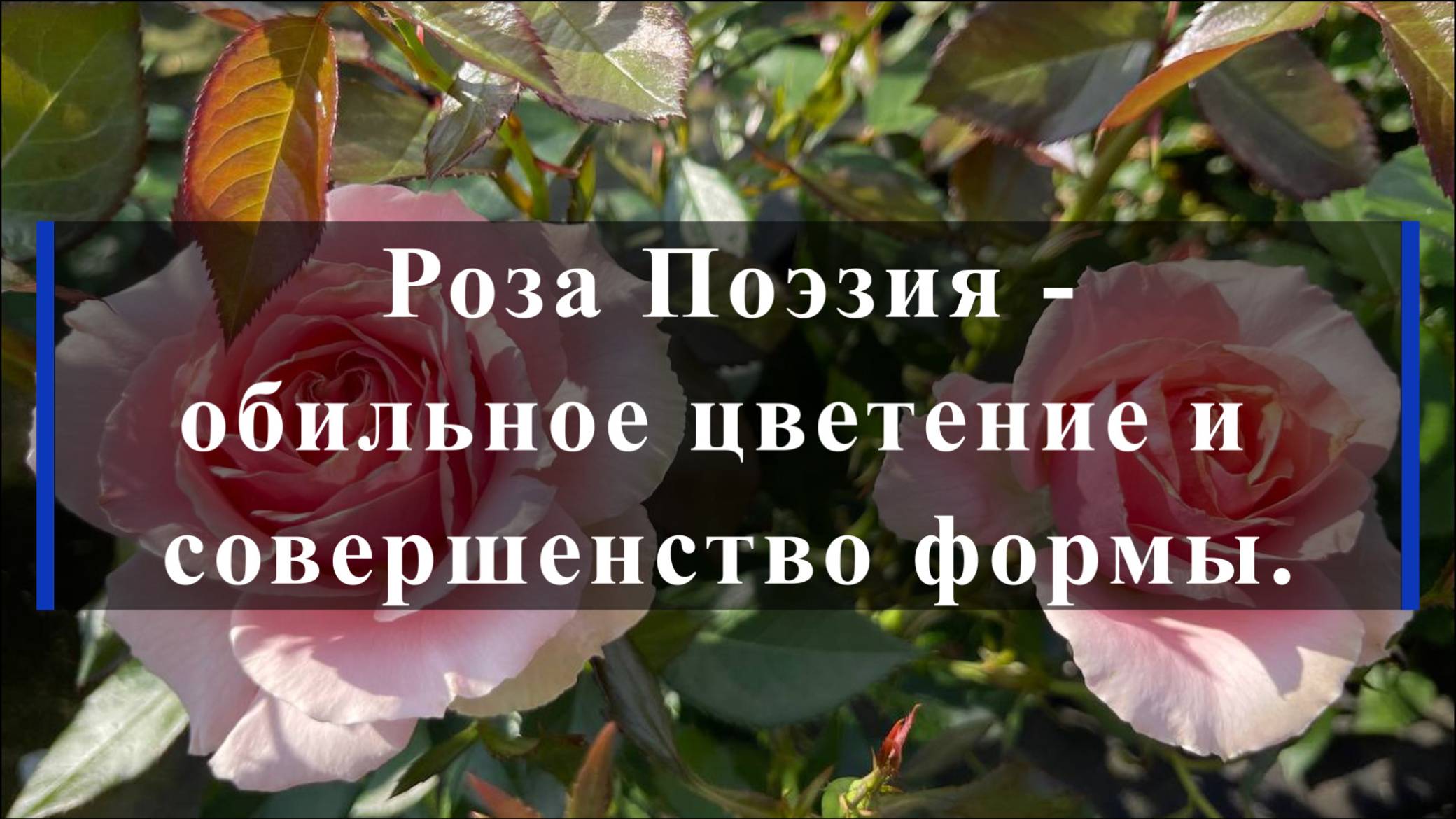 Роза Поэзия -обильное цветение и совершенство формы.