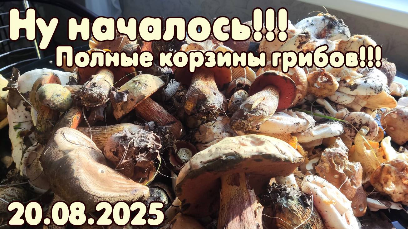 Ну, началось!!! Полные корзины грибов!!!! 20.08.2025