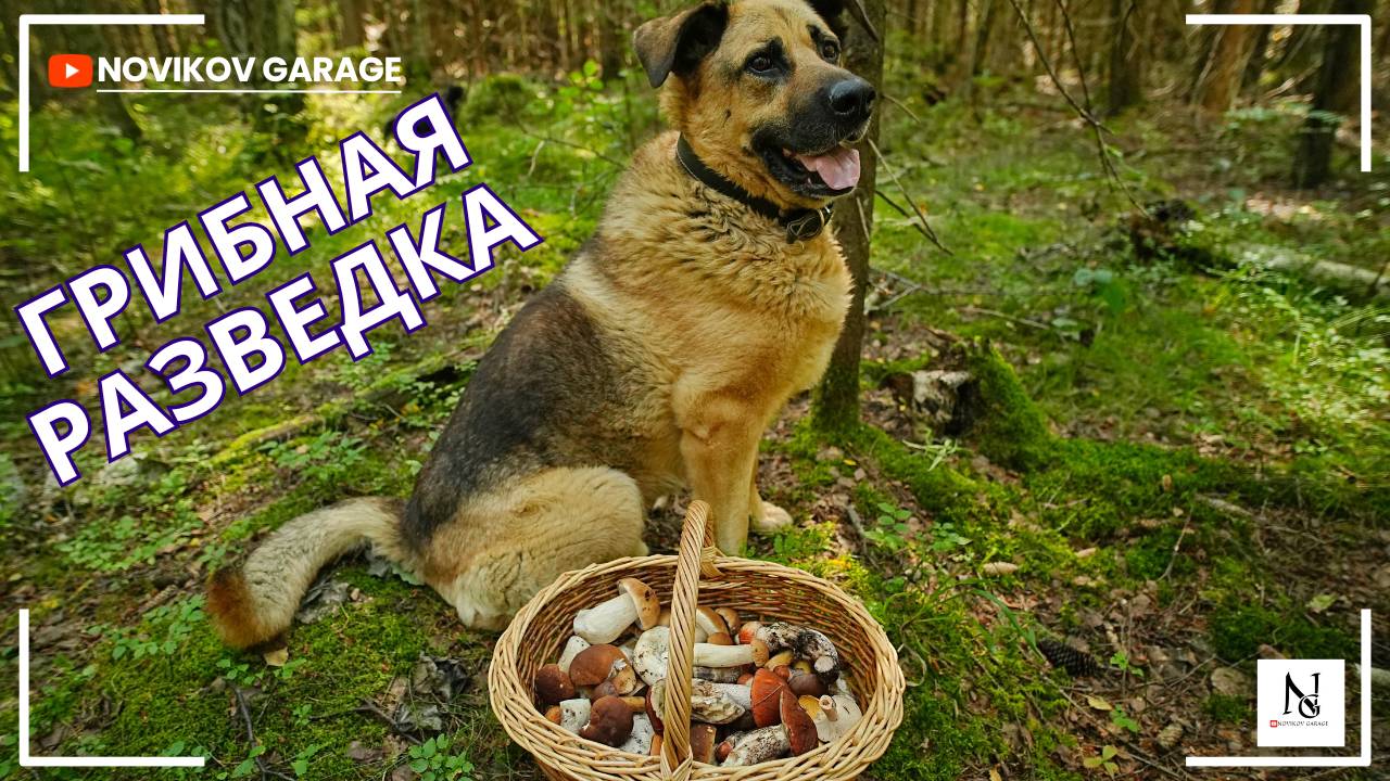 Грибная разведка 21 августа 2025. Всеволожский район.