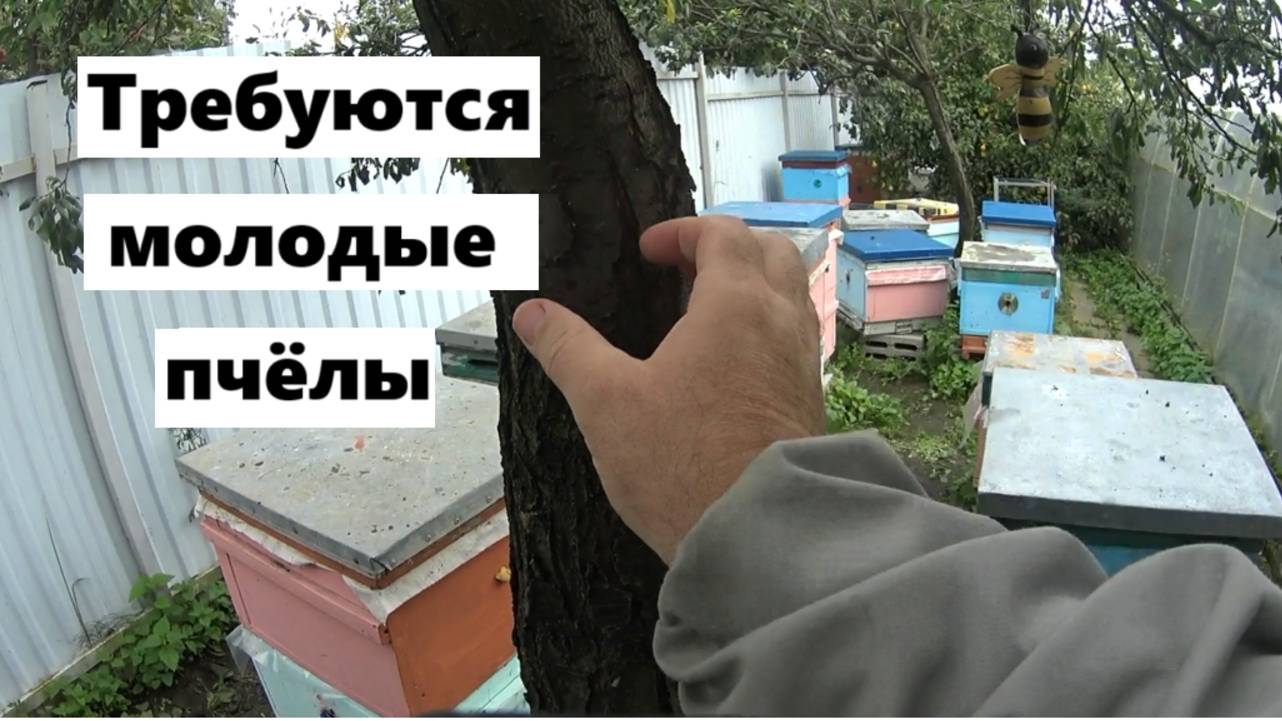 Остановка старения пчёл.