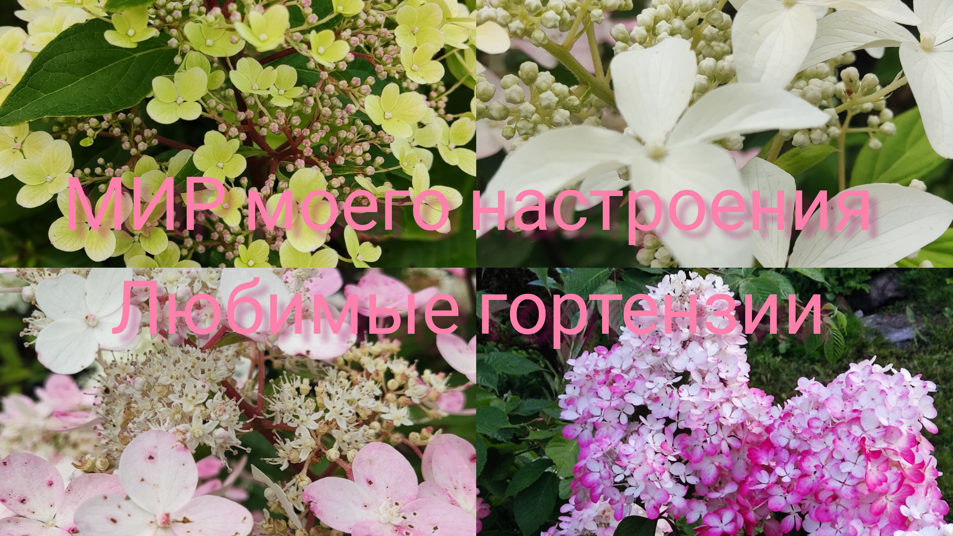 18.08.25 Дача.Закат к похолоданию.Гортензии в саду.