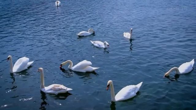 Огромный и дерзкий хозяин прудов, Атакующий абсолютно Всех - ЛЕБЕДЬ!