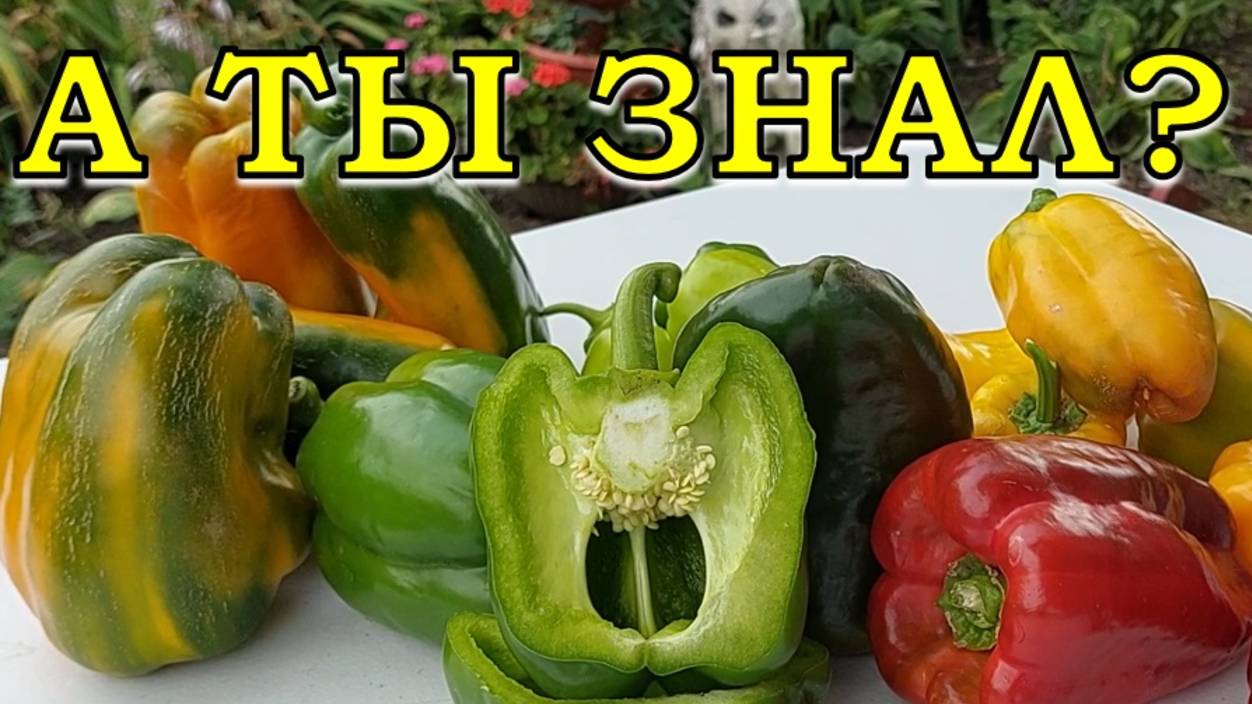 ВОТ почему ПЕРЦЫ вырастают не крупные☝☝☝8 главных ОШИБОК