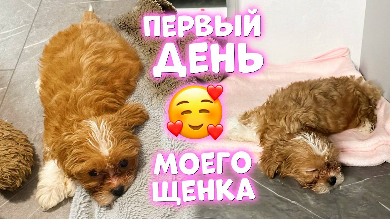 Первый ДЕНЬ и НОЧЬ ЩЕНКА в Новом ДОМЕ