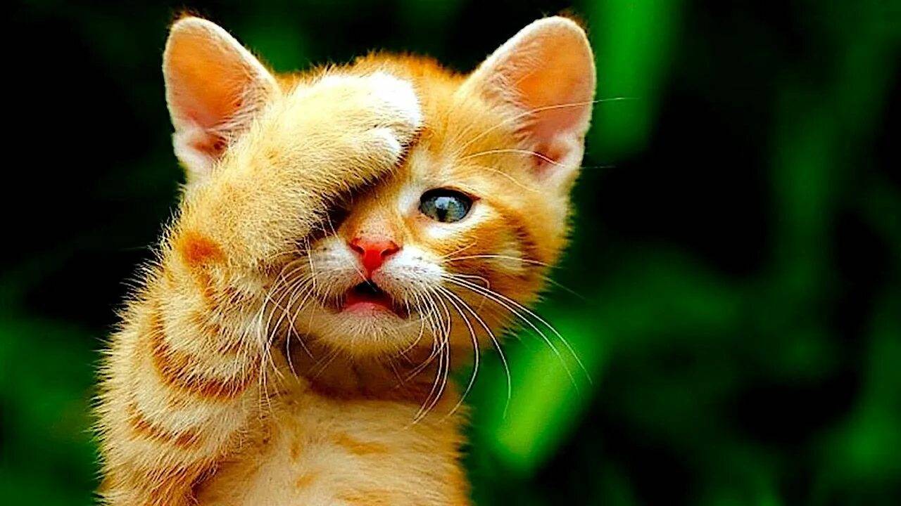 Прикольные котики